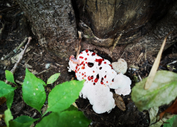В Волго-Ахтубинской пойме нашли редкий гриб из Америки, который ест насекомых