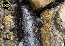 Два дельфина погибли в нефтяной ловушке из-за крушения двух волгоградских танкеров