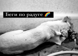 В Волгограде умерла избитая и живьем закопанная собака
