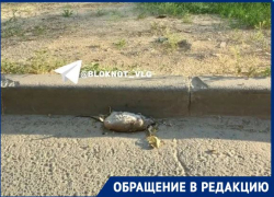 «Лежат трупы во дворах и по дороге в детский сад»: огромные крысы оккупировали Волгоград 