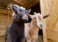 Две необычные козы поселились в центре Волгограда 