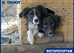 Больше 40 травмированных животных могут вышвырнуть из приюта в Волгограде