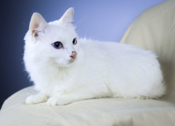 Белоснежную кошку с голубыми глазами спасли от смерти в Волгограде: ее история поражает