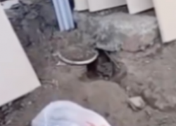 Крысы вырыли норы и обустроились на юге Волгограда – видео 