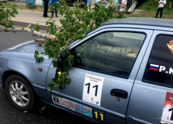 В реанимацию попала волгоградка, пострадавшая из-за упавшей на машину ветки дерева