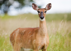 Браконьер убил косулю в Волгоградской области и получил уголовное дело, штраф и конфискацию ружья 