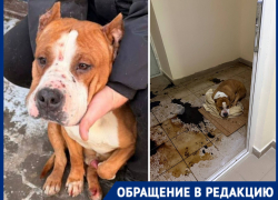 Ангел три дня умирал в страшных муках в луже крови и фекалий: волгоградцы требуют наказать живодера