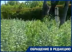«Убитый туалет, опасные ступеньки и трава с человеческий рост»: почтовое отделение возмутило волгоградца 