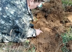 Прожорливая угроза зреет в Волгоградской области