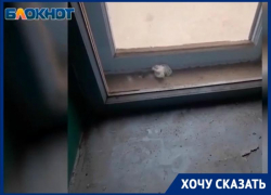 Полное отсутствие дезинфекции и уборки в подъезде показала на видео волгоградка  