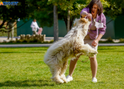 Обязательную регистрацию домашних животных планируют ввести в Волгоградской области