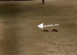 Огромных крыс заметили в парке альпак в Волгограде