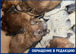 «16 трупов и куча покалеченных»: мэрию Волгограда обвинили в массовом уничтожении борющихся с  мошкарой летучих мышей 