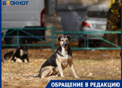 Бездомные собаки атаковали маму двоих детей в Волгограде: отбивалась зонтом