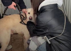 Собаку умершей перед Новым годом молодой мамы пристраивают в Волгограде