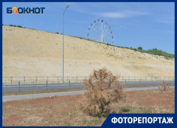 Кладбище из деревьев вблизи рокадной дороги показал волгоградский фотограф