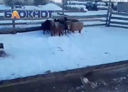 Стая волков напала на подворье под Волгоградом: видео с места 