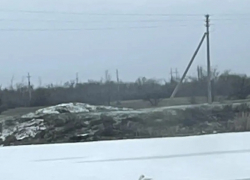 Спасательную операцию ради лебедя объявила волонтер в Волгограде