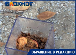 «Подбрасывают специально»: жуткое нашествие тараканов зафиксировано в центре Волгограда 