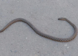 В Волжском огромная гадюка приползла к службе судебных приставов