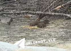 Крысиное ОПГ бесчинствует на улице Штеменко в Волгограде — видео 