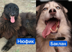 Бездомных собак из Волгограда отправляют в Европу