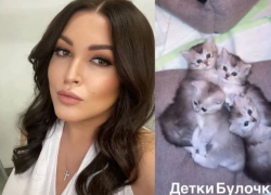 За шоколадку можно обзавестись породистым котенком от Ирины Дубцовой