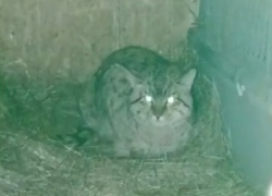 Полудикого лесного кота спасают в волгоградском приюте