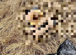 Останки расчлененной мужем женщины выловили из реки на юге Волгограда