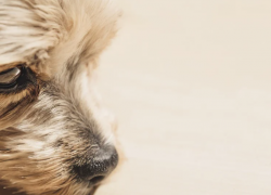 В Кировском районе Волгограда живодеры бросили умирать связанную собаку