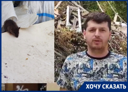 «Кидаются на людей»: мусорные баки в Волгограде атаковали крысы