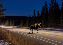 Выскочивший на дорогу лось напугал автомобилистов под Волгоградом 
