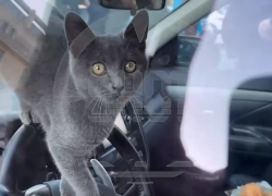 Запертого 4-е сутки в волгоградском авто кота освободили спецслужбы Москвы