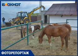 «Торжество чиновничьего идиотизма»: второй день сноса конюшен «Соснового бора» в объективе фотографа