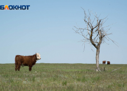Быки насмерть затоптали троих жителей Волгоградской области 