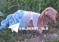 Уникальный ягненок без шерсти родился под Волгоградом: ходит в ползунках и с солнцезащитным кремом