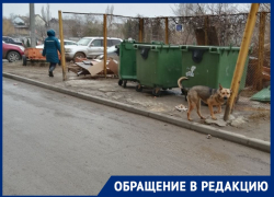 Слишком активная собака держит в страхе взрослое население в Волгограде