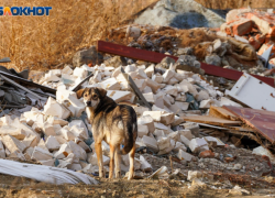 Клоуны собачьи, злозащитники и вкус человеческой крови: волгоградцев рассорила эвтаназии бездомных животных