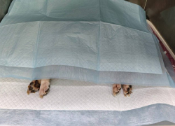 Домашние животные начали умирать в Волгограде после прогулок 