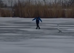 Спасательную операцию ради лебедя показали на видео под Волгоградом 