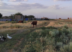 Пенсионер умер после падения с сарая в Волгоградской области