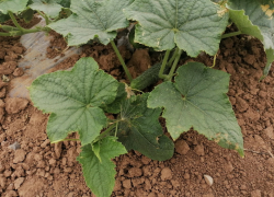 С миллионами чуть не рассталась волгоградка из-за выброшенных огурцов