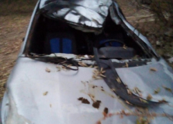 Водитель «десятки» насмерть сбил лошадь в Волгоградской области: два человека в больнице