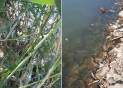 Новые кадры рыбного мора «брюхом вверх» шокируют в Волгограде