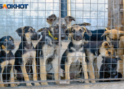 Количество бездомных собак превысило число жителей города под Волгоградом