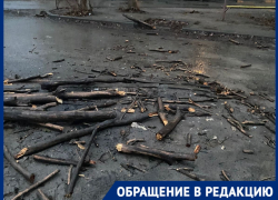 Рухнувшее дерево проломило машины в Волгограде