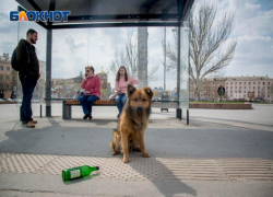 Собака напала на 3-летнюю девочку в Волгоградской области