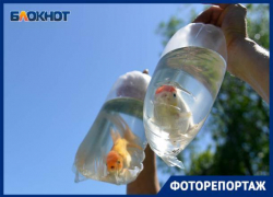 Золотые рыбки поселились в пруду в центре Волгограда