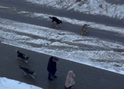 Волгоградцы из Родниковой долины выступили против подкармливания собачьих стай