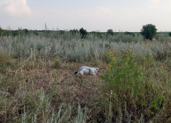 Под Волгоградом пропал 8-летний мальчик